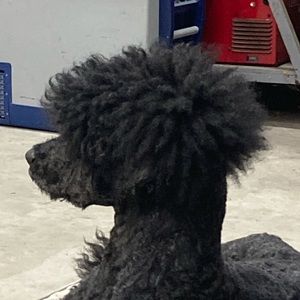 Meet your Posher, Chris